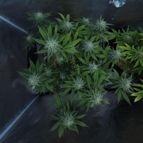 Butterbean Birdseed - Fast Flowering LSO. Week 14 - Faster Master (Day 94)