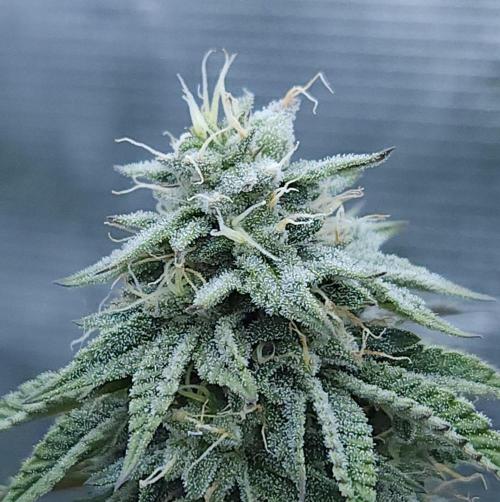 Butterbean Birdseed - Fast Flowering LSO. Week 14 - Faster Master (Day 94)