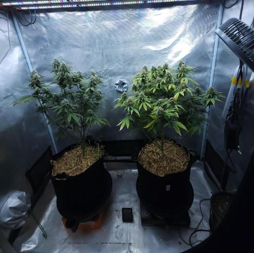 Butterbean Birdseed - Fast Flowering LSO. Week 14 - 05/08/26