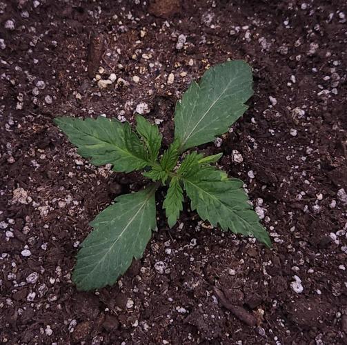 Night Owl LSO/Organics !. Week 2 - Chem 'N' Kush (Day 9)
