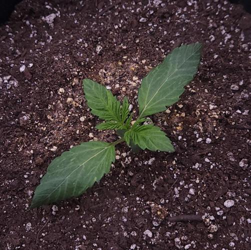 Night Owl LSO/Organics !. Week 2 - Instant Classik (Day 9)