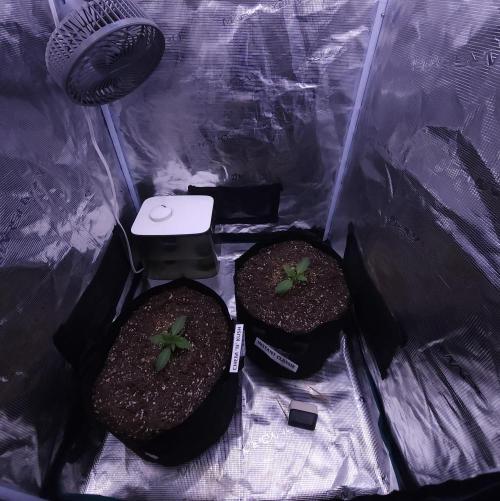 Night Owl LSO/Organics !. Week 2 - 05/09/26