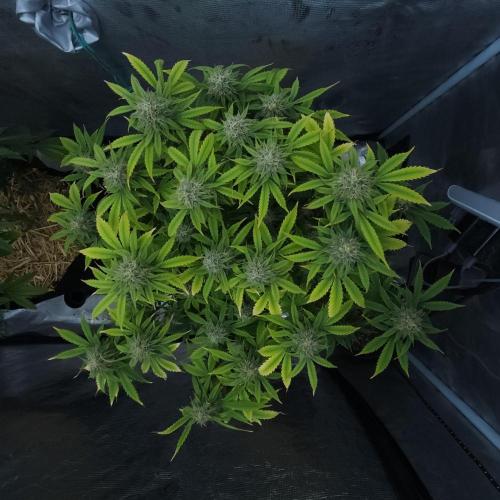 Butterbean Birdseed - Fast Flowering LSO. Week 14 - UBC Chemo (Day 104)