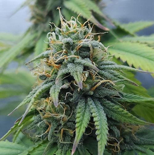 Butterbean Birdseed - Fast Flowering LSO. Week 14 - UBC Chemo (Day 104)