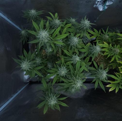 Butterbean Birdseed - Fast Flowering LSO. Week 14 - Faster Master (Day 95)