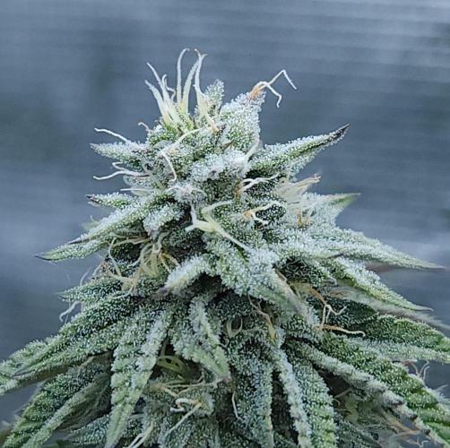 Butterbean Birdseed - Fast Flowering LSO. Week 14 - Faster Master (Day 95)
