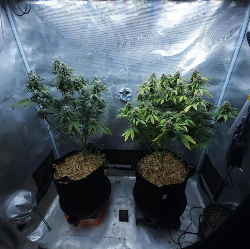 Butterbean Birdseed - Fast Flowering LSO. Week 14 - 05/09/26