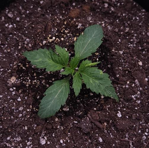 Night Owl LSO/Organics !. Week 2 - Chem 'N' Kush (Day 10)