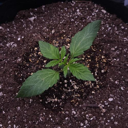 Night Owl LSO/Organics !. Week 2 - Instant Classik (Day 10)