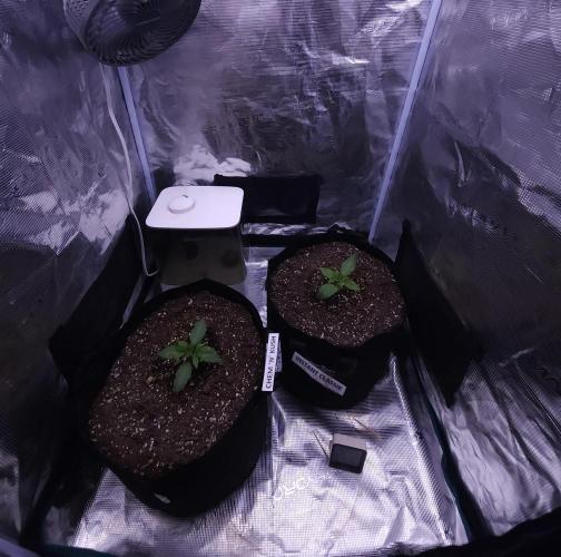 Night Owl LSO/Organics !. Week 2 - 05/10/26