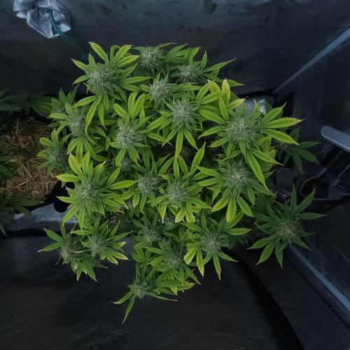 Butterbean Birdseed - Fast Flowering LSO. Week 14 - UBC Chemo (Day 105)