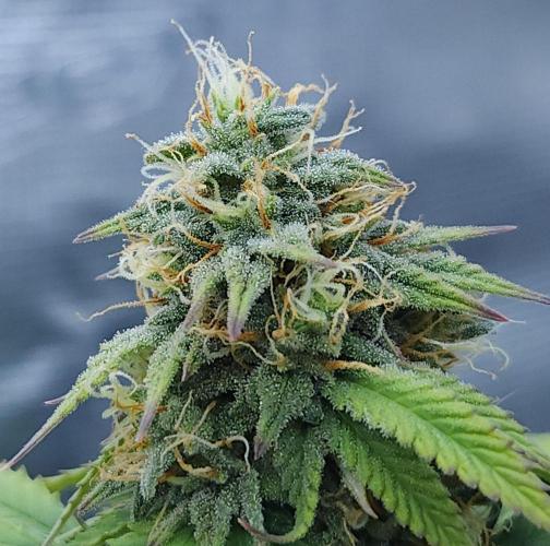 Butterbean Birdseed - Fast Flowering LSO. Week 14 - UBC Chemo (Day 105)