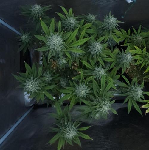 Butterbean Birdseed - Fast Flowering LSO. Week 14 - Faster Master (Day 96)