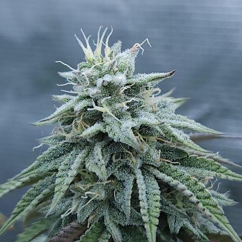 Butterbean Birdseed - Fast Flowering LSO. Week 14 - Faster Master (Day 96)