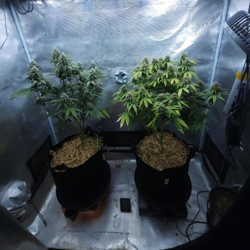 Butterbean Birdseed - Fast Flowering LSO. Week 14 - 05/10/26