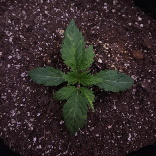 Night Owl LSO/Organics !. Week 2 - Chem 'N' Kush (Day 11)