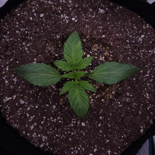 Night Owl LSO/Organics !. Week 2 - Instant Classik (Day 11)
