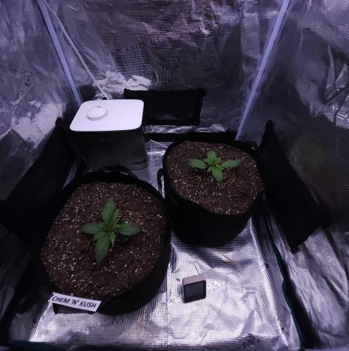 Night Owl LSO/Organics !. Week 2 - 05/11/26