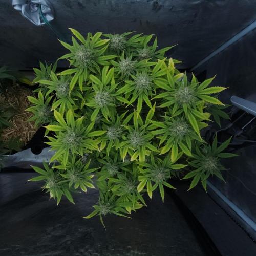 Butterbean Birdseed - Fast Flowering LSO. Week 14 - UBC Chemo (Day 106)