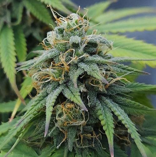 Butterbean Birdseed - Fast Flowering LSO. Week 14 - UBC Chemo (Day 106)