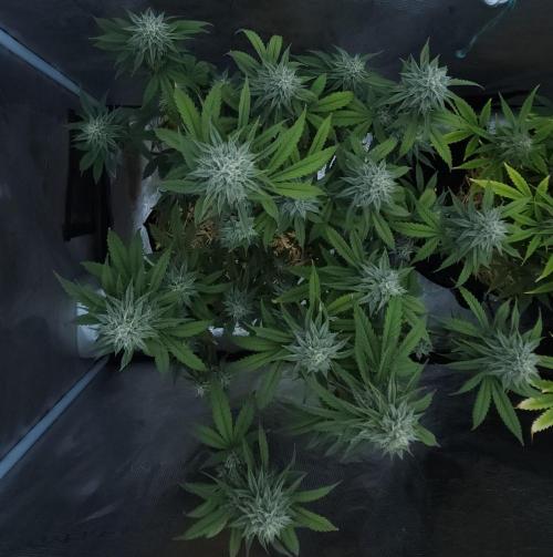 Butterbean Birdseed - Fast Flowering LSO. Week 14 - Faster Master (Day 97)
