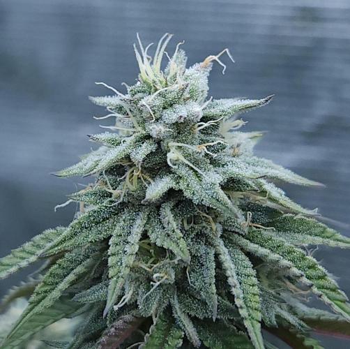 Butterbean Birdseed - Fast Flowering LSO. Week 14 - Faster Master (Day 97)