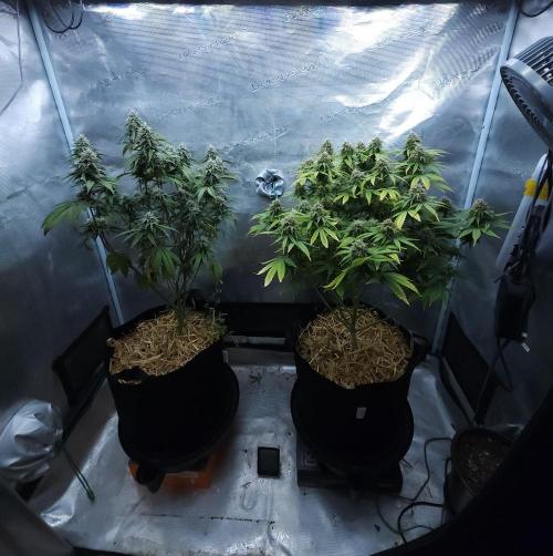 Butterbean Birdseed - Fast Flowering LSO. Week 14 - 05/11/26