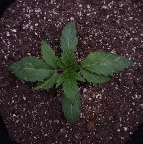Night Owl LSO/Organics !. Week 2 - Chem 'N' Kush (Day 12)