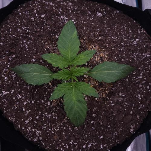 Night Owl LSO/Organics !. Week 2 - Instant Classik (Day 12)