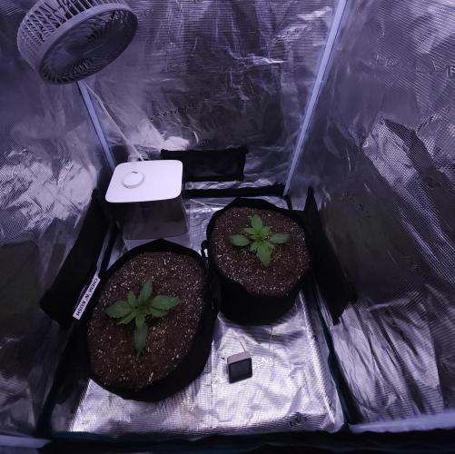 Night Owl LSO/Organics !. Week 2 - 05/12/26