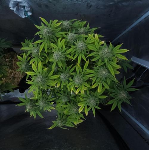 Butterbean Birdseed - Fast Flowering LSO. Week 15 - UBC Chemo (Day 107)