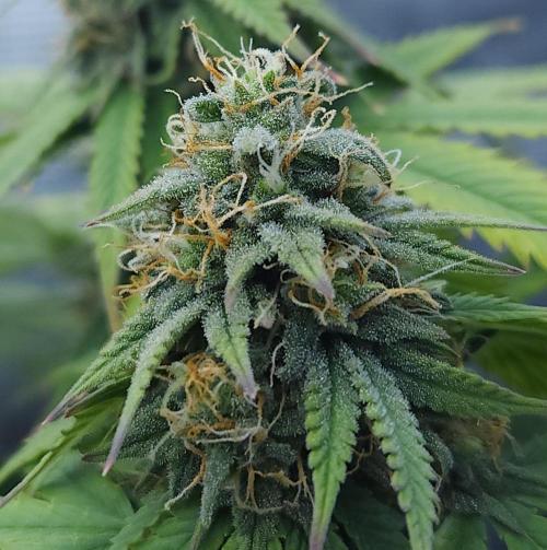 Butterbean Birdseed - Fast Flowering LSO. Week 15 - UBC Chemo (Day 107)