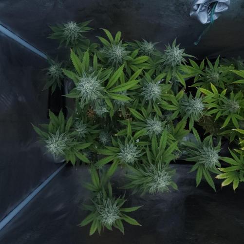 Butterbean Birdseed - Fast Flowering LSO. Week 15 - Faster Master (Day 98)