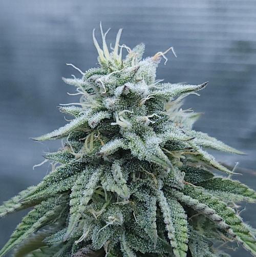 Butterbean Birdseed - Fast Flowering LSO. Week 15 - Faster Master (Day 98)