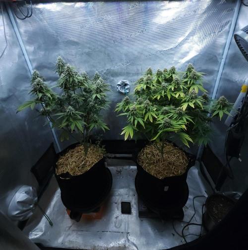 Butterbean Birdseed - Fast Flowering LSO. Week 15 - 05/12/26