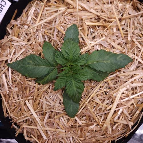 Night Owl LSO/Organics !. Week 2 - Chem 'N' Kush (Day 13)