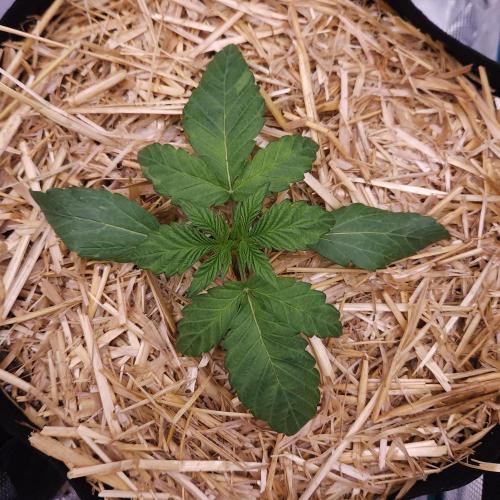 Night Owl LSO/Organics !. Week 2 - Instant Classik (Day 13)
