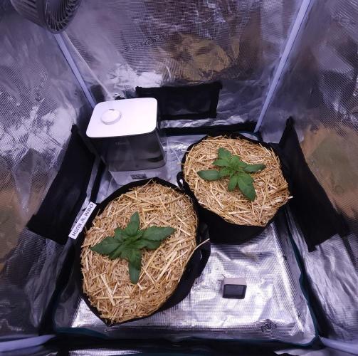 Night Owl LSO/Organics !. Week 2 - 05/13/26