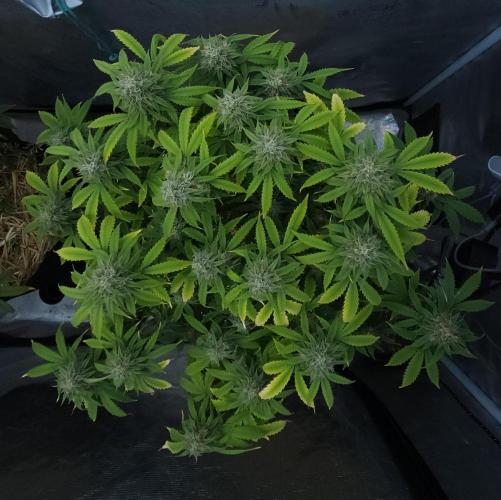 Butterbean Birdseed - Fast Flowering LSO. Week 15 - UBC Chemo (Day 108)