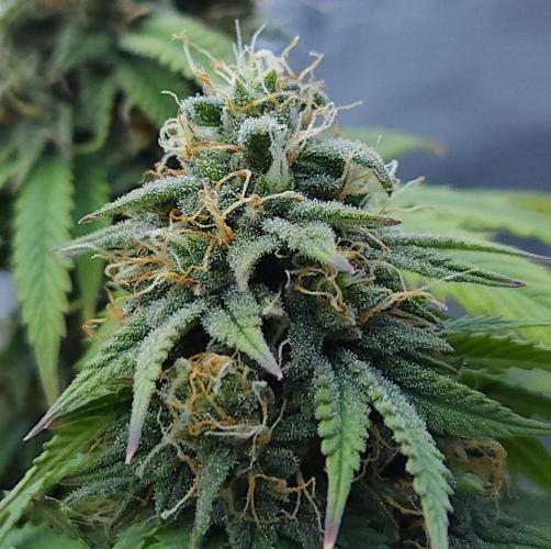 Butterbean Birdseed - Fast Flowering LSO. Week 15 - UBC Chemo (Day 108)