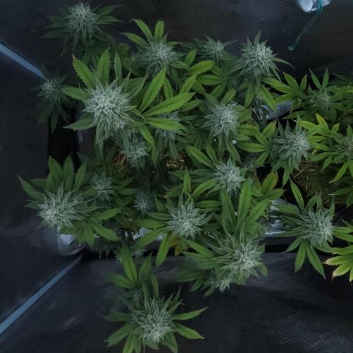 Butterbean Birdseed - Fast Flowering LSO. Week 15 - Faster Master (Day 99)