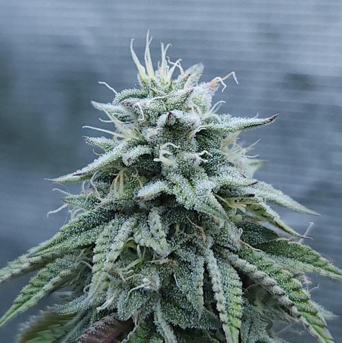 Butterbean Birdseed - Fast Flowering LSO. Week 15 - Faster Master (Day 99)