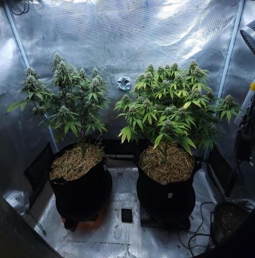 Butterbean Birdseed - Fast Flowering LSO. Week 15 - 05/13/26