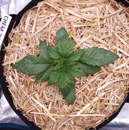 Night Owl LSO/Organics !. Week 2 - Chem 'N' Kush (Day 14)