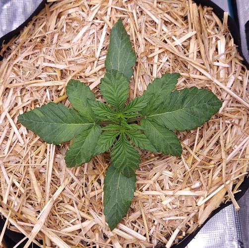 Night Owl LSO/Organics !. Week 2 - Instant Classik (Day 14)