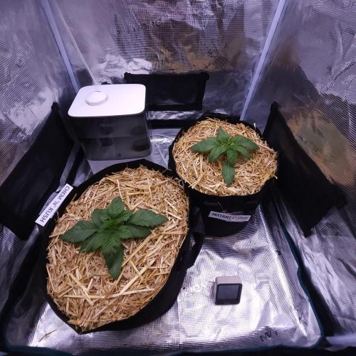 Night Owl LSO/Organics !. Week 2 - 05/14/26