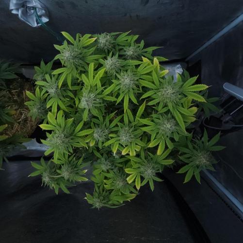 Butterbean Birdseed - Fast Flowering LSO. Week 15 - UBC Chemo (Day 109)