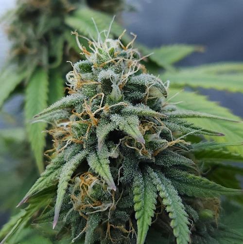 Butterbean Birdseed - Fast Flowering LSO. Week 15 - UBC Chemo (Day 109)