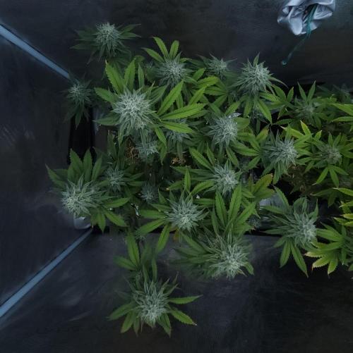 Butterbean Birdseed - Fast Flowering LSO. Week 15 - Faster Master (Day 100)