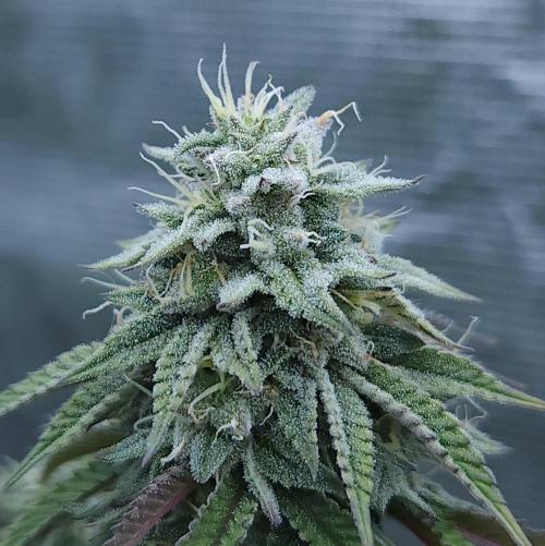 Butterbean Birdseed - Fast Flowering LSO. Week 15 - Faster Master (Day 100)